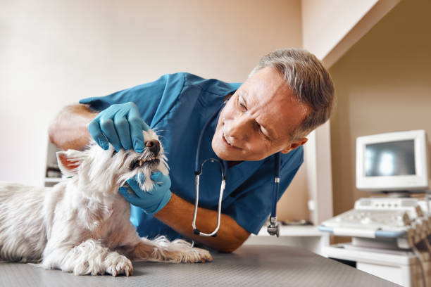 Best Emergency Wisdom Teeth Removal in Lonville, GA